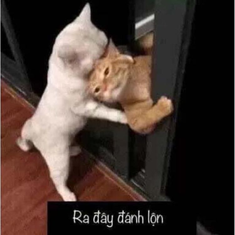 Meme mèo đánh nhau