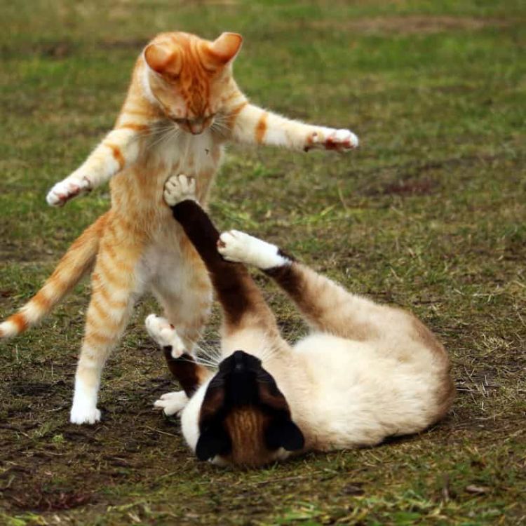 Meme mèo đánh nhau