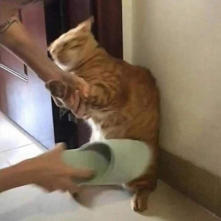 Meme mèo đánh nhau