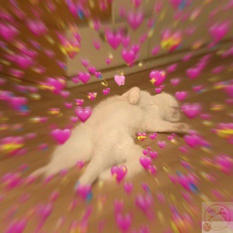 Một bức ảnh chế dí dỏm lột tả khoảnh khắc tan vỡ khi tình yêu không như mơ