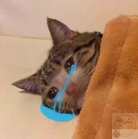 Một ảnh chế khóc gục ngã được dùng rộng rãi trong group học tập để xả stress