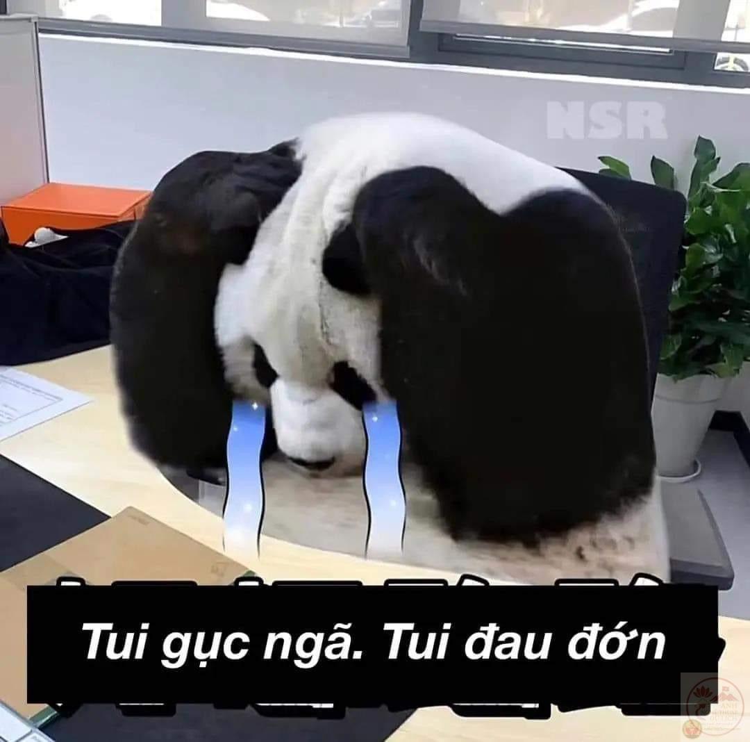 Meme tôi gục ngã