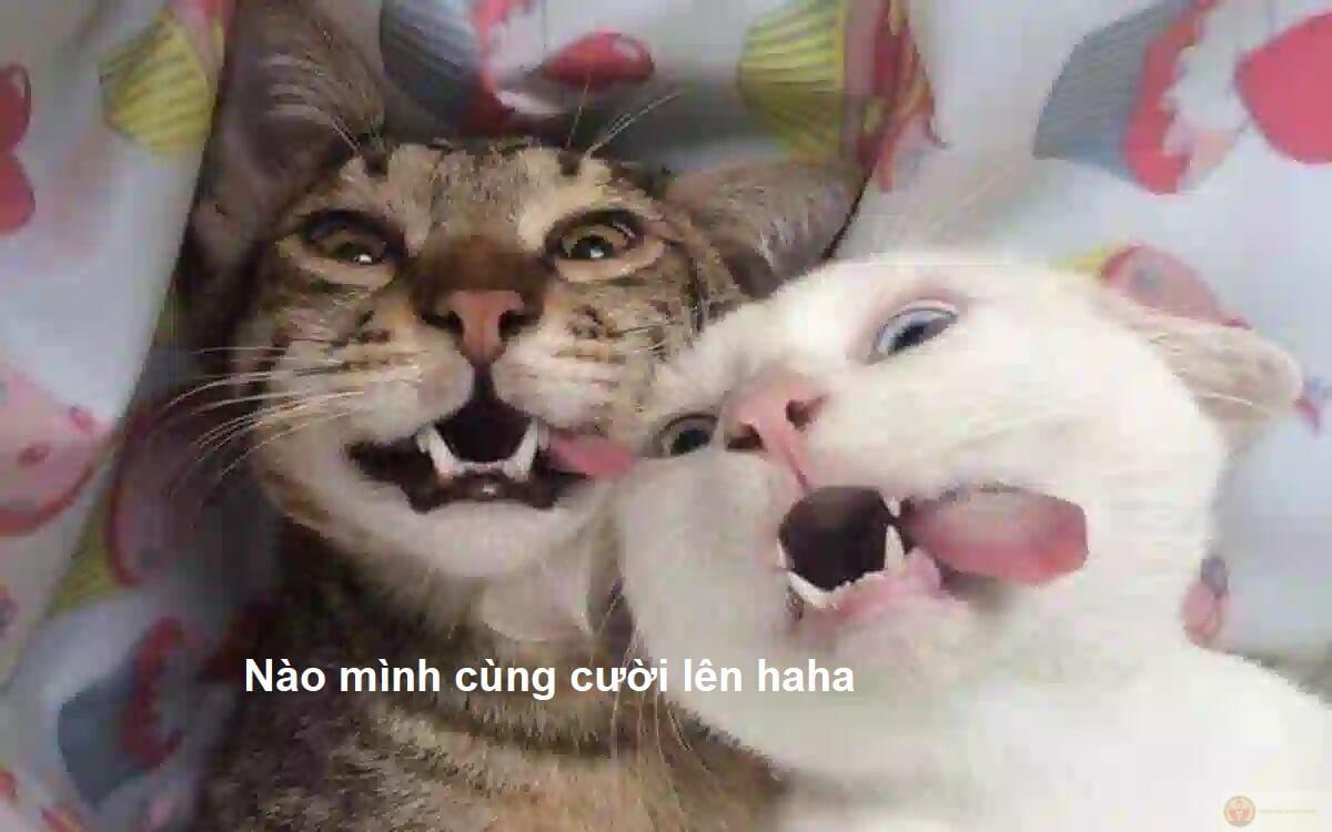 Mỗi lần buồn, lại vào page meme để cứu
