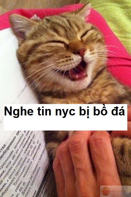 Meme cười không cứu được đời, nhưng cứu được mood