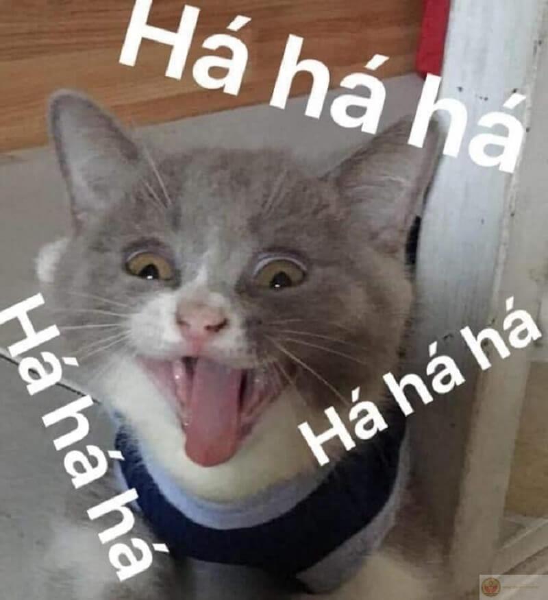 Cười xong thấy lòng trống rỗng, rồi lại cười tiếp