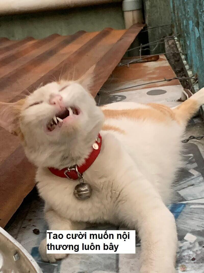 Mặt tỉnh bơ nhưng trong lòng cười lăn lộn