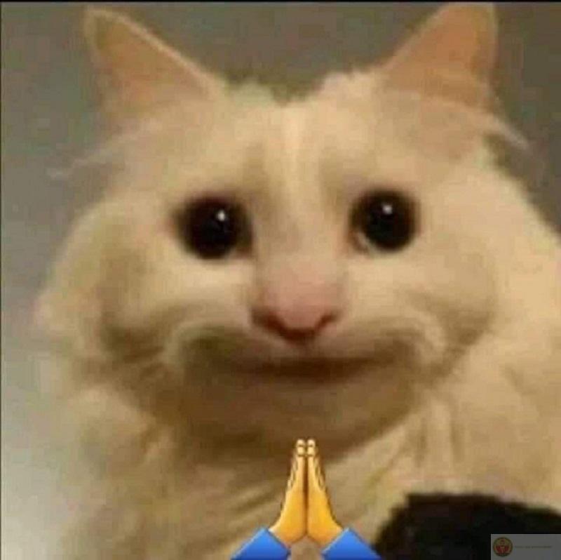 Một tấm meme có thể xoay chuyển cả tâm trạng