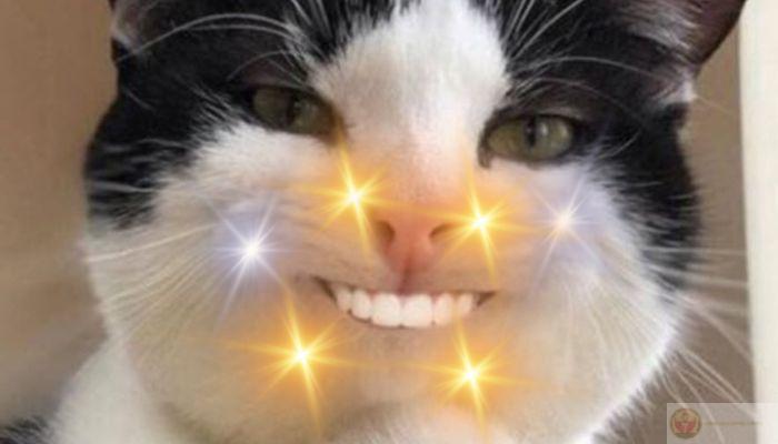 Sáng ngủ dậy, lướt một meme là tỉnh