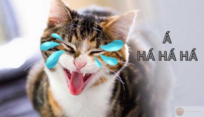 Meme cười ra nước mắt