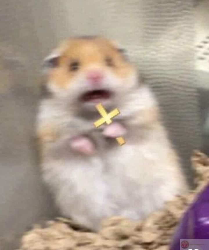 Meme hamster cầm thánh giá