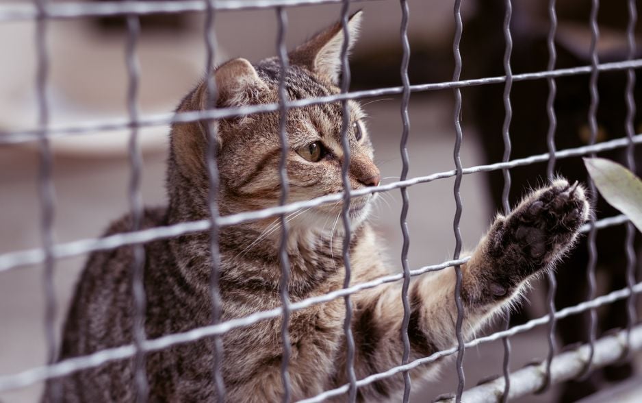 Tại sao mèo đánh nhau? Hướng dẫn cách xử lý từ A đến Z