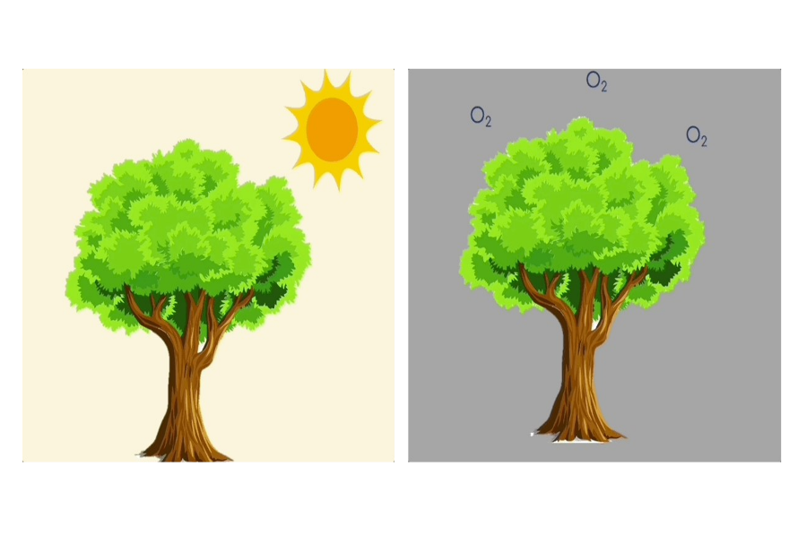 BÀI 28: TRAO ĐỔI KHÍ Ở SINH VẬT (Tiết 2)