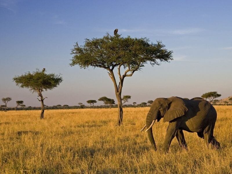 Môi Trường Cận Nhiệt Ở Châu Phi: Đặc Điểm và Tầm Quan Trọng