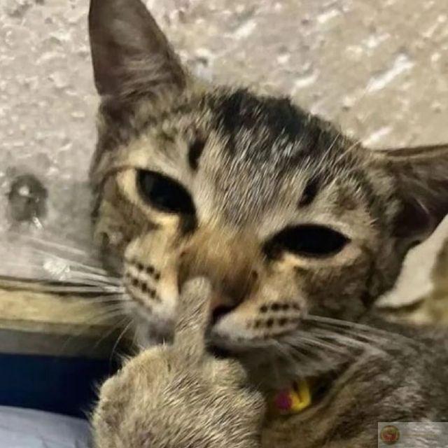 Ngón tay thối meme