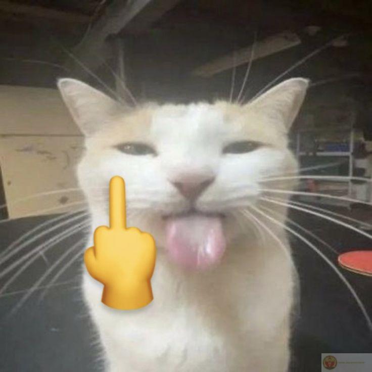 Meme dơ ngón giữa tạo nên sự hài hước đặc trưng trong các ảnh chế vui nhộn