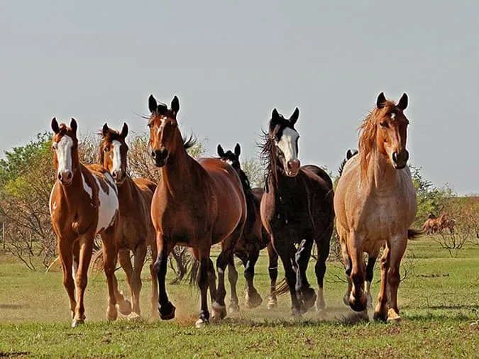 Giải thích ý nghĩa tục ngữ "Ngựa chạy có bầy" nói đến truyền thống nào?