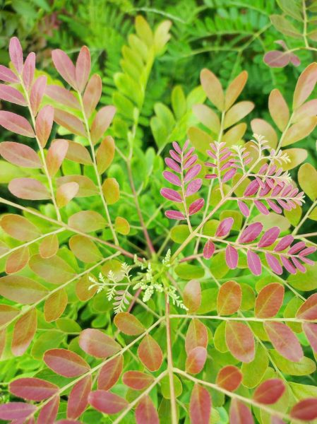 Khí **NH3 làm quỳ tím chuyển màu gì**?