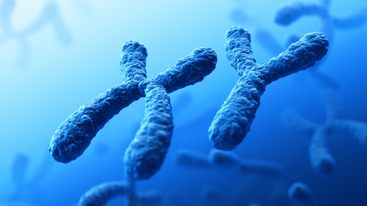 Ở người, bộ nhiễm sắc thể giới tính gồm hai loại chính: X và Y