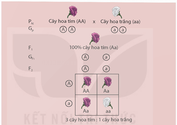 Lý thuyết KHTN 9 Kết nối tri thức Bài 37: Các quy luật di truyền của Mendel