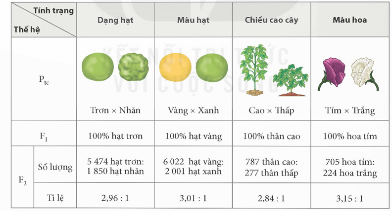 Bài 37: Các quy luật di truyền của Mendel