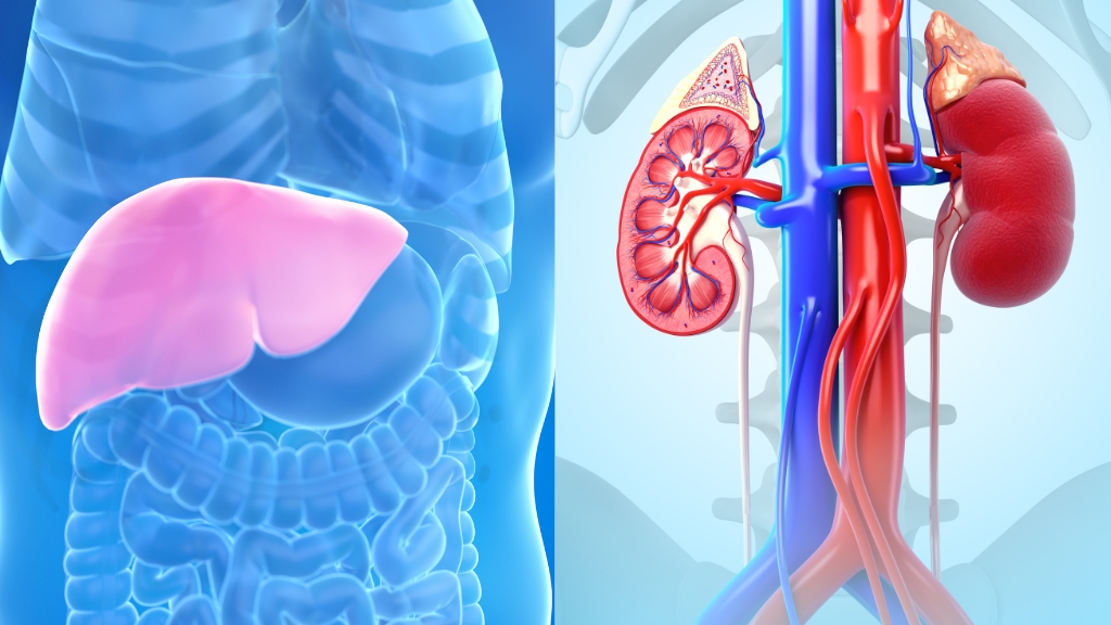 Thận và gan giữ vai trò then chốt trong điều hòa nước, ion và chuyển hóa nội môi