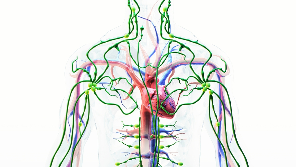 Nội môi là gì? Vai trò sống còn và cơ chế cân bằng trong cơ thể