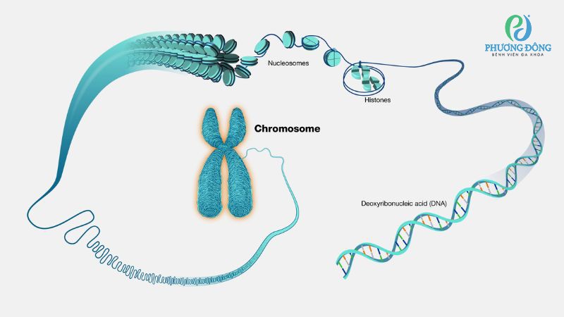 Cấu trúc nhiễm sắc thể giữ DNA quấn chặt các protein