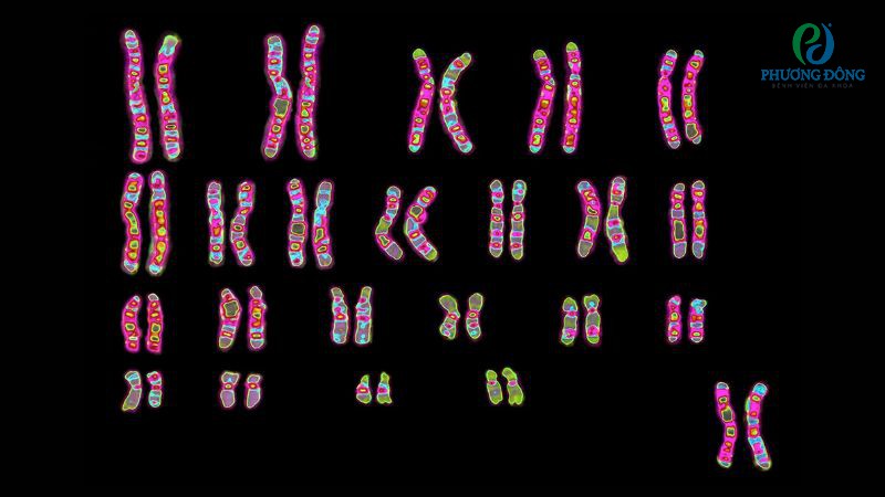 Nhiễm sắc thể ở người: Vai trò, cấu trúc và số lượng NST