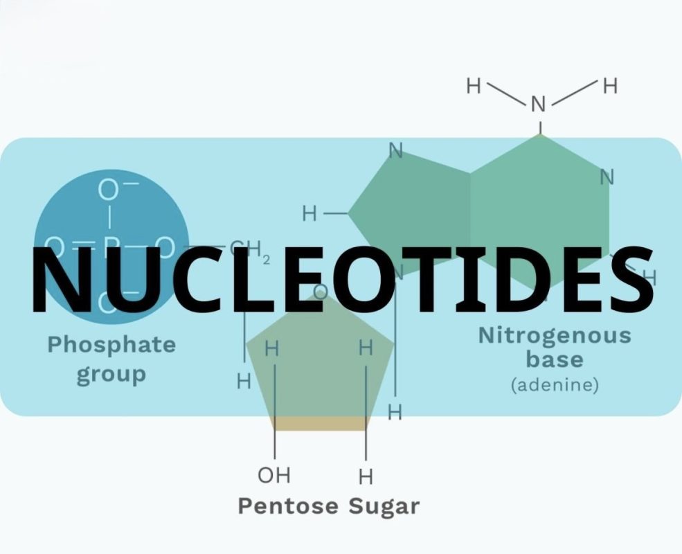 NUCLEOTIDE