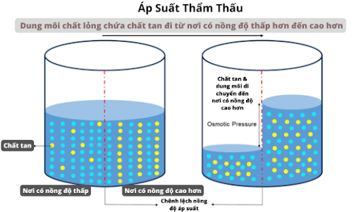 Áp Suất Thẩm Thấu là Gì? Công Thức Tính, Vai Trò và Ứng Dụng Quan Trọng
