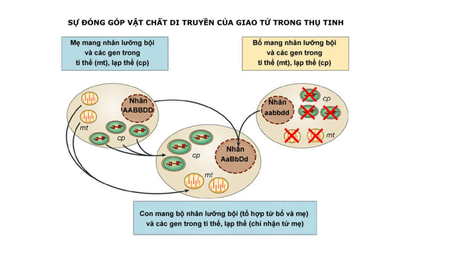 Cơ sở tế bào của phép lai thuận và lai nghịch trong di truyền ngoài nhân