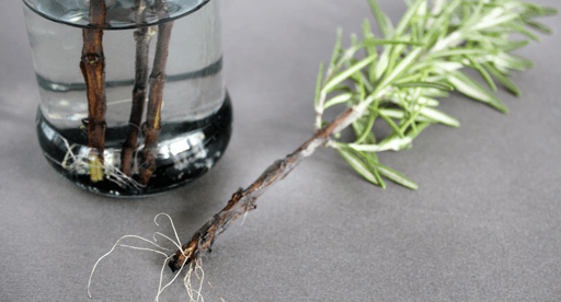 Chiết cành là gì? Cách chiết cành mau ra rễ