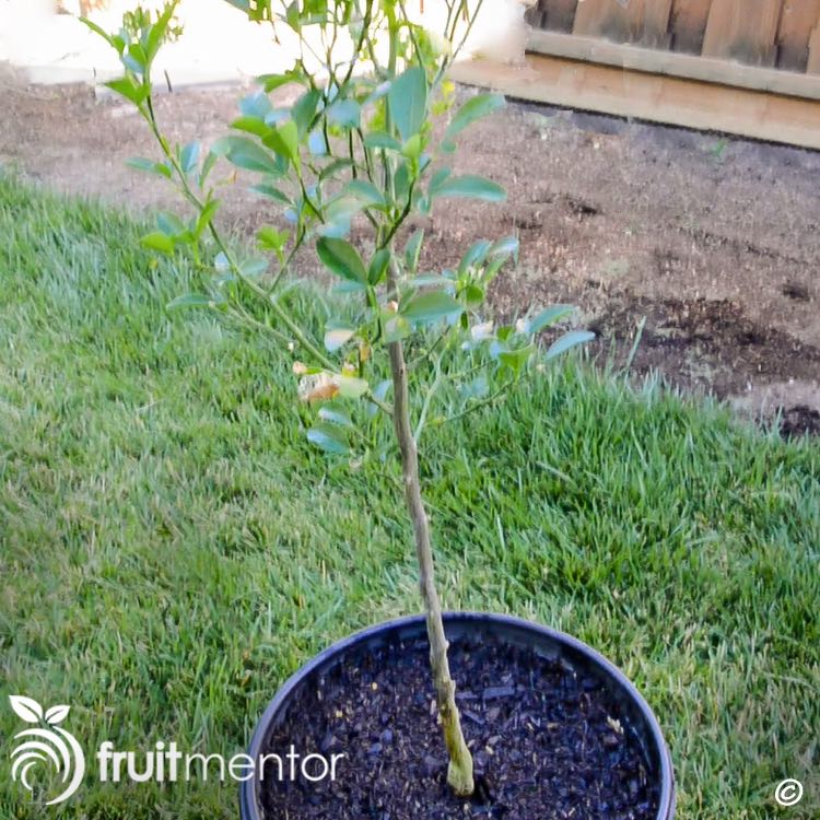 Tôi sẽ ghép cành cam Carrizo này vào gốc ghép.