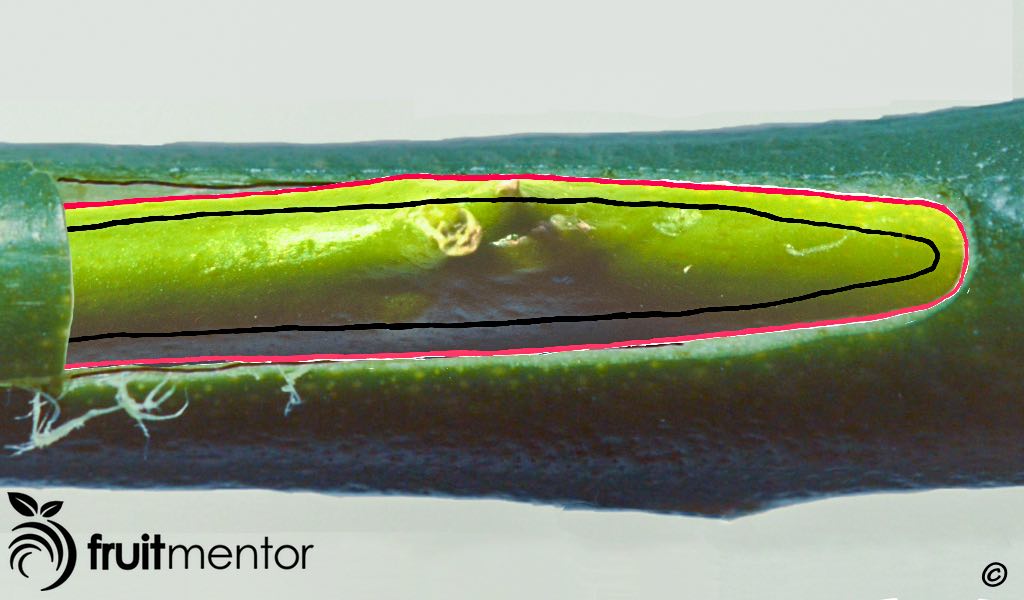 Chồi cam quýt chèn bên trong gốc ghép và gắn liền ở phía bên ngoài.