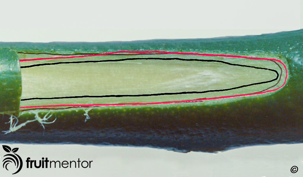 Khi gắn kết ở bên ngoài, lớp sinh gỗ của chồi có thể không được tiếp xúc với các lớp sinh gỗ của gốc ghép.