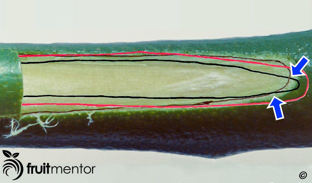 Chồi nên được gắn kết để tầng sinh gỗ của chồi có thể chạm vào tầng sinh gỗ của gốc ghép.