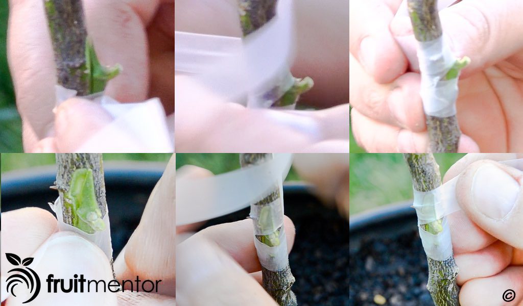 Bọc quanh chồi ghép cam quýt bằng parafilm.