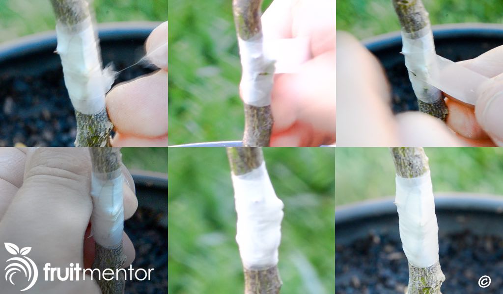 Quấn bằng parafilm.