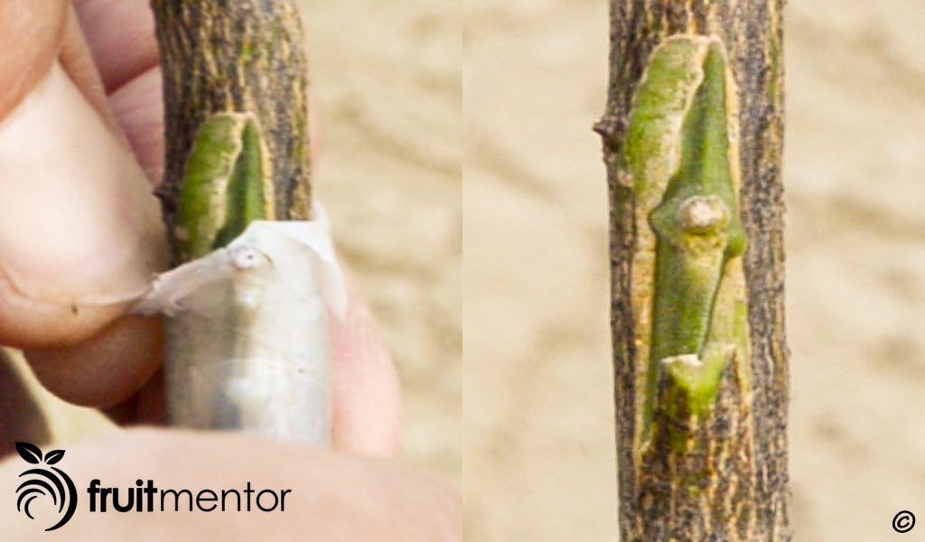 Mở bọc cho chồi.