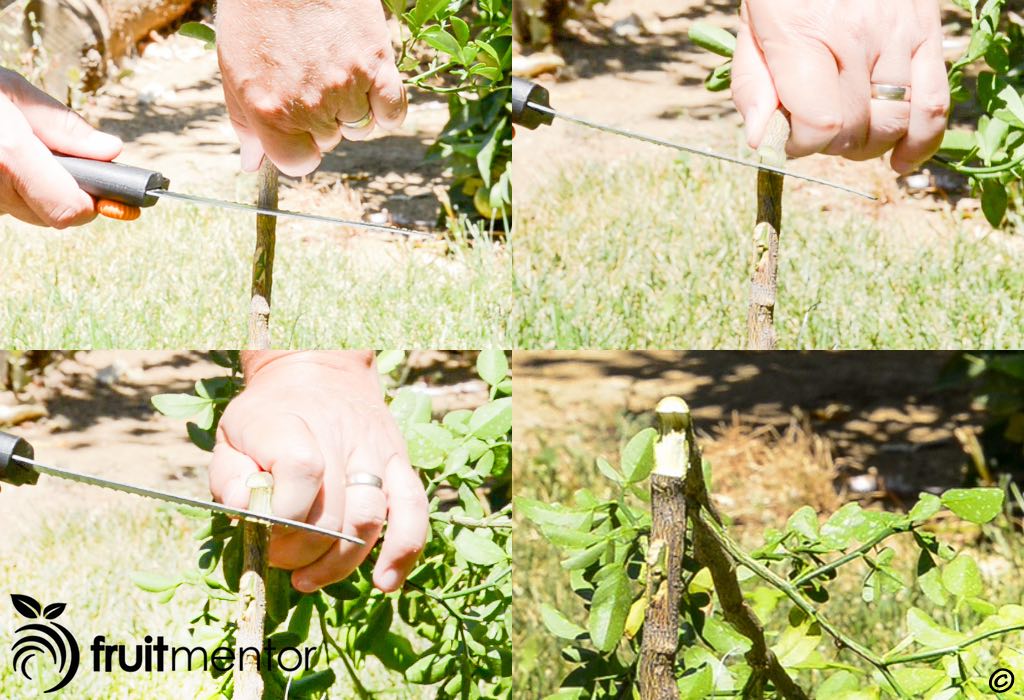 Phá vỡ hiện tượng trội đỉnh sẽ giúp chồi phát triển.