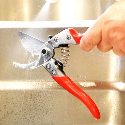 Tiệt trùng dụng cụ ghép cây.