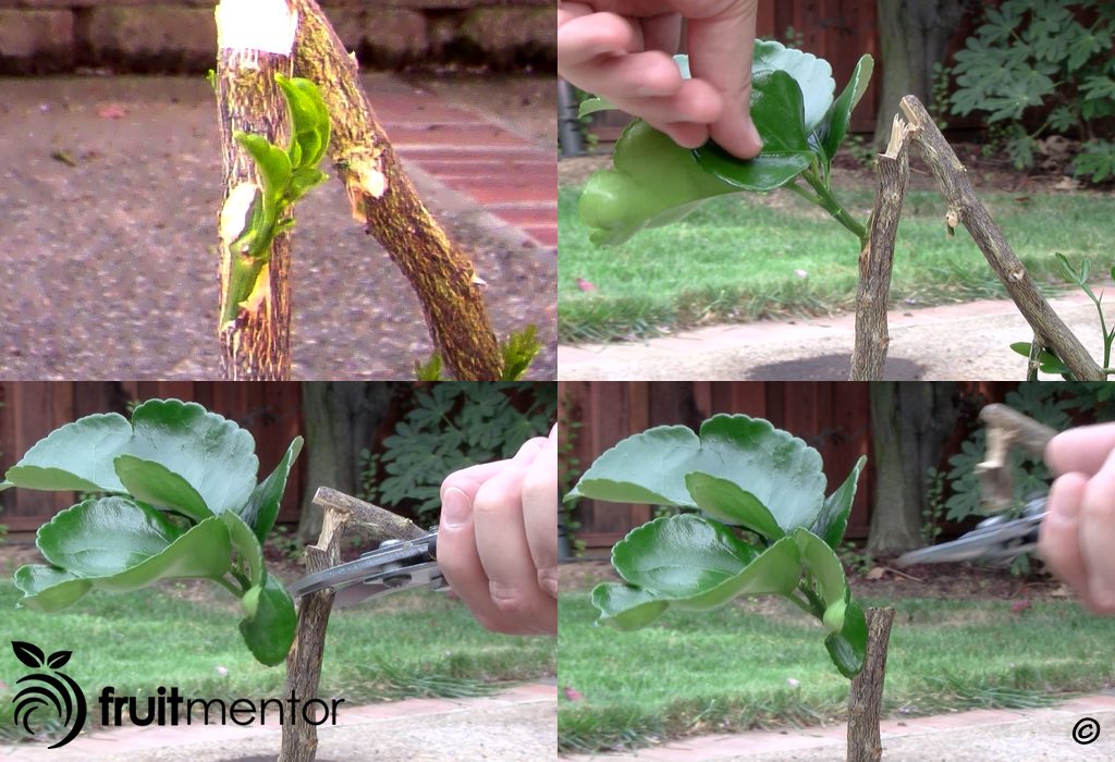 Cắt bỏ phần trên của gốc ghép Carrizo.