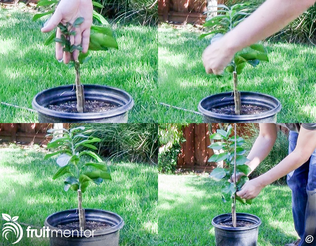 Loại bỏ giác hút của gốc ghép và đem ra trồng.