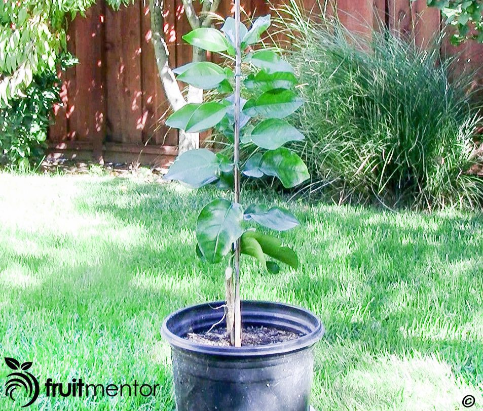 Hoàn thành cây Rojo Blanco.