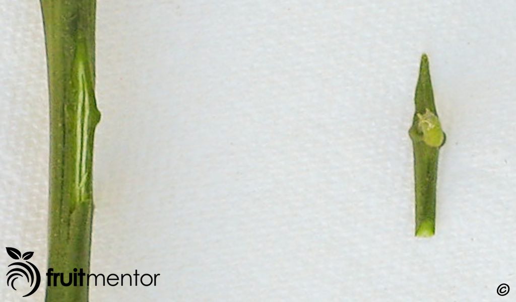 Cắt chồi cam quýt.