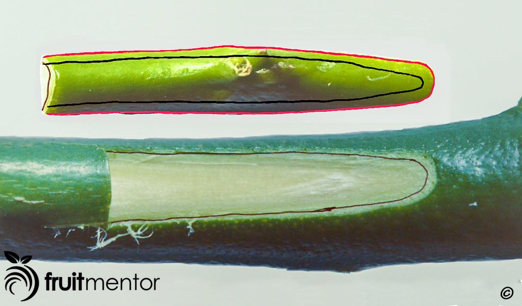 Mặt trước của chồi cam quýt thể hiện tầng sinh gỗ ở phía sau chồi.