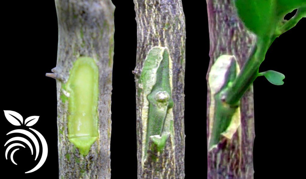 Cách ghép cây bưởi sử dụng phương pháp Ghép chồi