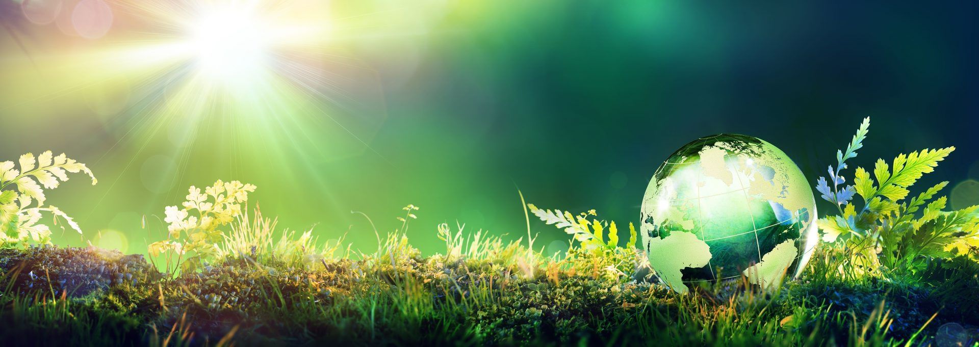 Hình nền powerpoint chống phá chặt rừng