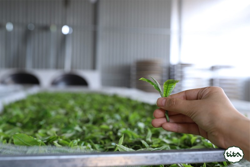 Quá trình oxi hoá có kiểm soát và lên men trà