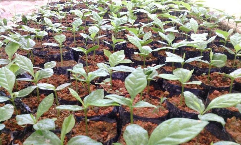 Các bước trồng cây cơ bản, đúng kỹ thuật không thể bỏ qua